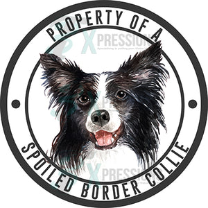 Property of a Spoiled Border Collie
