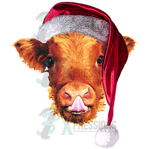 Highland Christmas calf
